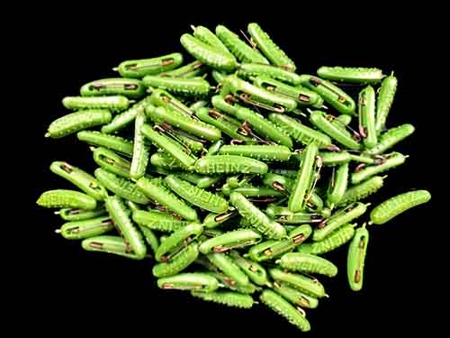 Reward Pickle
